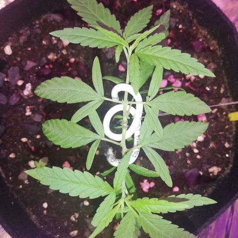 Watermelon Zkittlez growlog timeline photo
