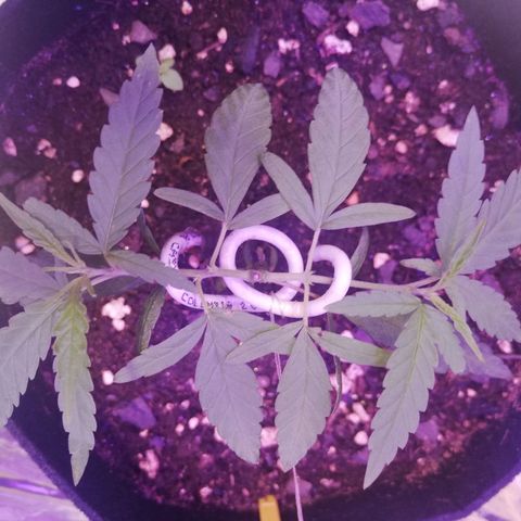 Watermelon Zkittlez growlog timeline photo