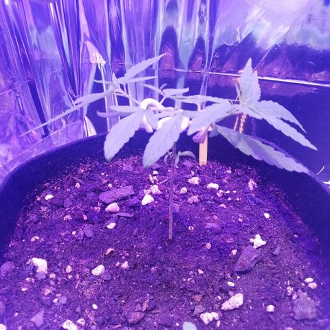 Watermelon Zkittlez growlog timeline photo