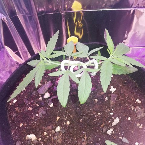 Watermelon Zkittlez growlog timeline photo