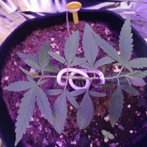 Watermelon Zkittlez growlog timeline photo
