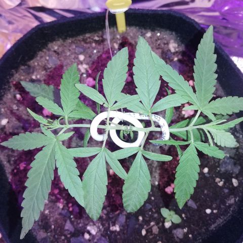 Watermelon Zkittlez growlog timeline photo