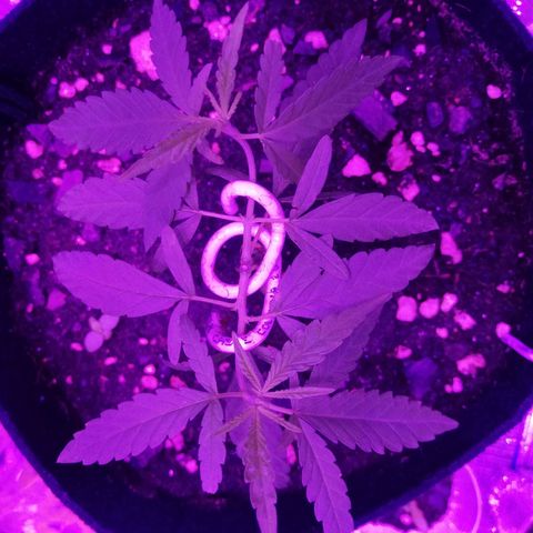 Watermelon Zkittlez growlog timeline photo