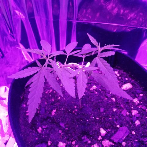 Watermelon Zkittlez growlog timeline photo