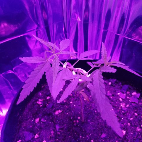 Watermelon Zkittlez growlog timeline photo