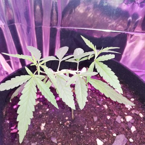 Watermelon Zkittlez growlog timeline photo