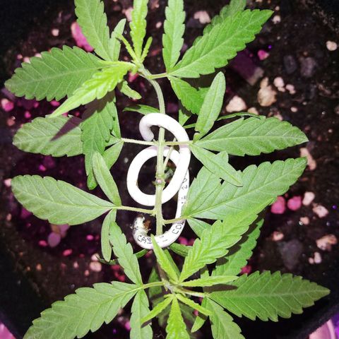 Watermelon Zkittlez growlog timeline photo