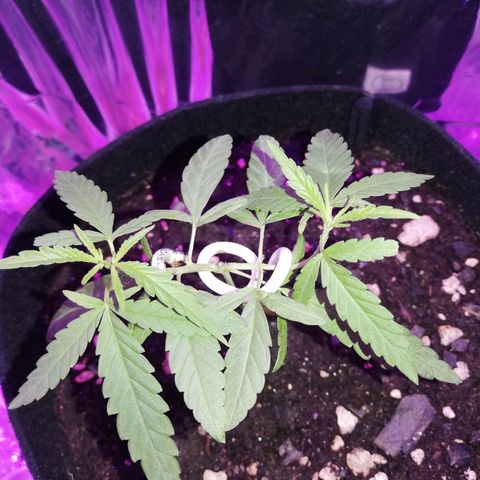 Watermelon Zkittlez growlog timeline photo