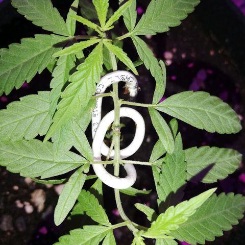 Watermelon Zkittlez growlog timeline photo