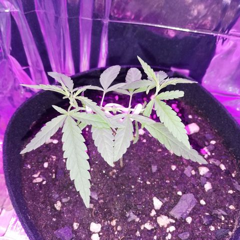 Watermelon Zkittlez growlog timeline photo