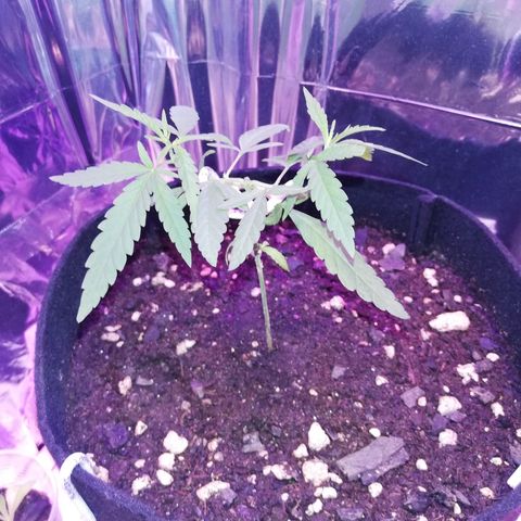 Watermelon Zkittlez growlog timeline photo
