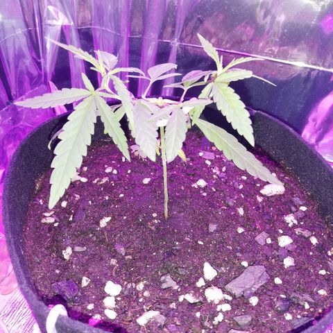 Watermelon Zkittlez growlog timeline photo