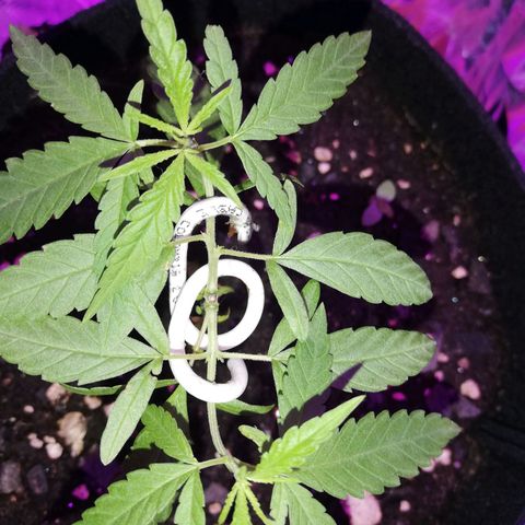 Watermelon Zkittlez growlog timeline photo