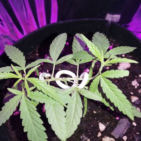 Watermelon Zkittlez growlog timeline photo