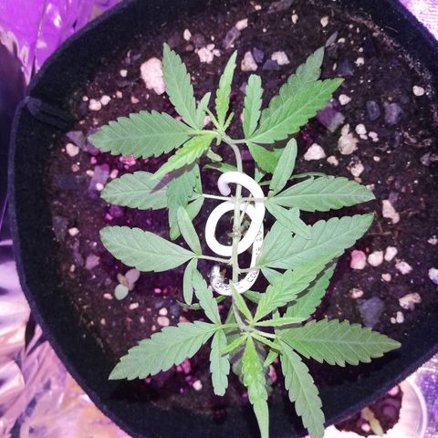 Watermelon Zkittlez growlog timeline photo