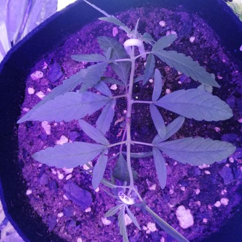 Watermelon Zkittlez growlog timeline photo