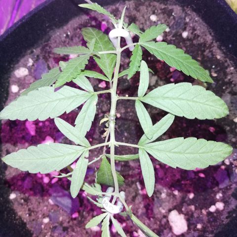 Watermelon Zkittlez growlog timeline photo