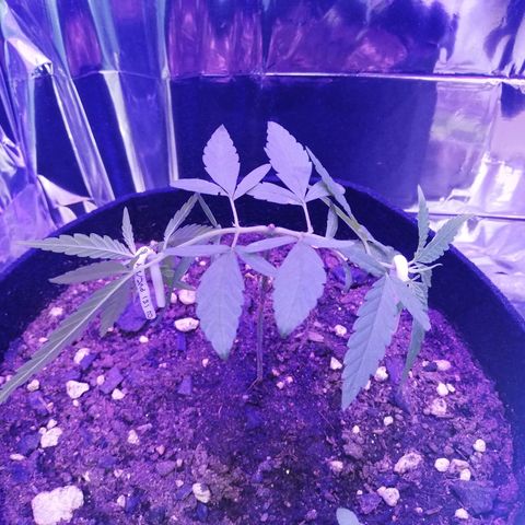 Watermelon Zkittlez growlog timeline photo