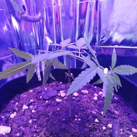 Watermelon Zkittlez growlog timeline photo