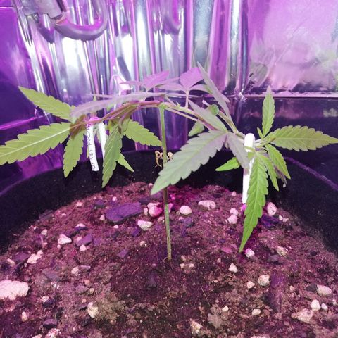 Watermelon Zkittlez growlog timeline photo