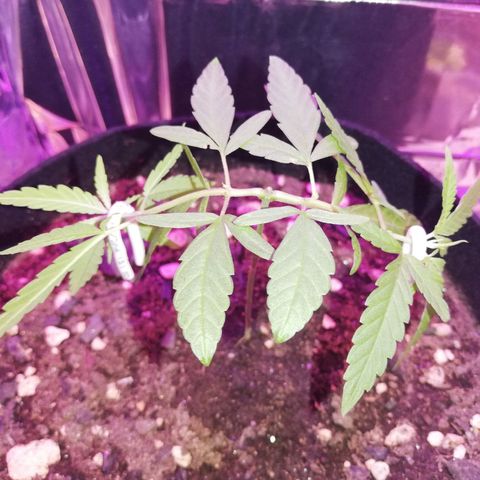 Watermelon Zkittlez growlog timeline photo