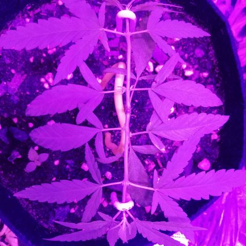 Watermelon Zkittlez growlog timeline photo