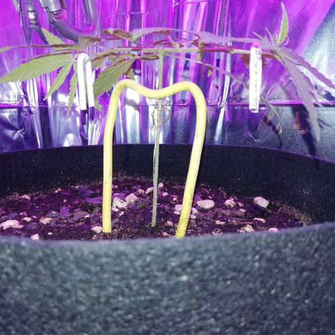 Watermelon Zkittlez growlog timeline photo
