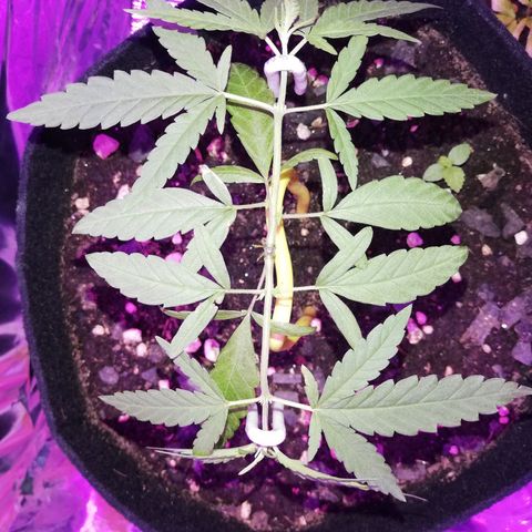 Watermelon Zkittlez growlog timeline photo