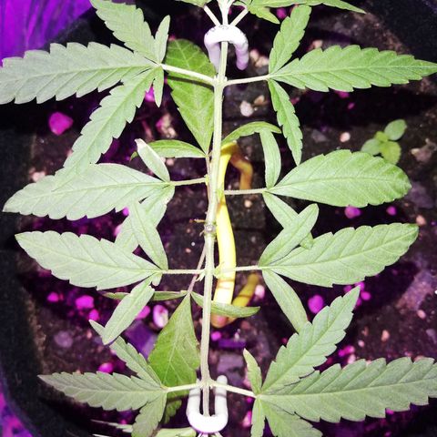 Watermelon Zkittlez growlog timeline photo