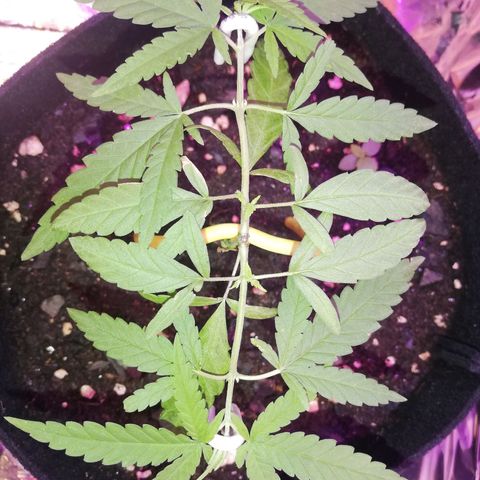 Watermelon Zkittlez growlog timeline photo