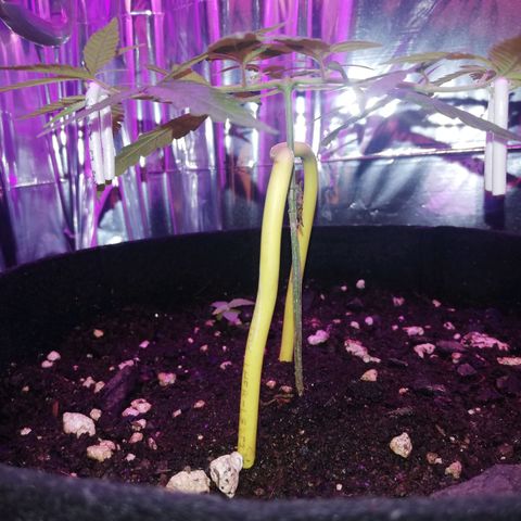 Watermelon Zkittlez growlog timeline photo