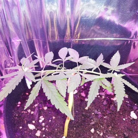 Watermelon Zkittlez growlog timeline photo