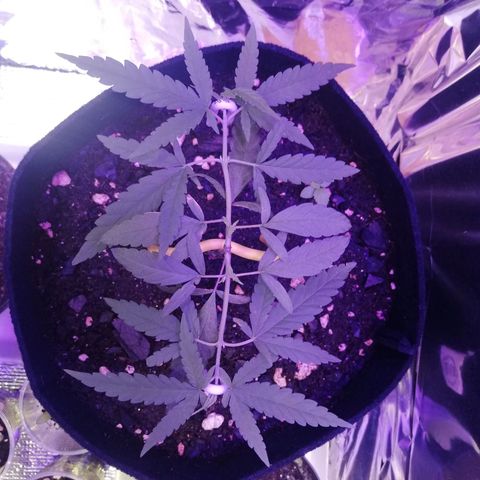 Watermelon Zkittlez growlog timeline photo