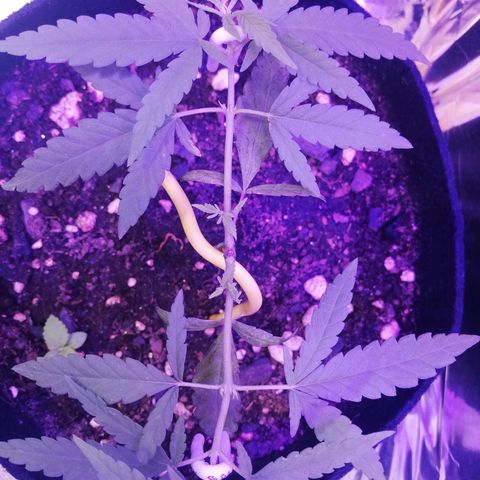 Watermelon Zkittlez growlog timeline photo