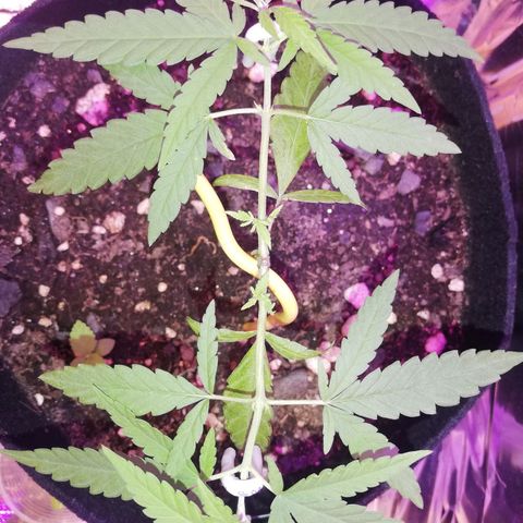 Watermelon Zkittlez growlog timeline photo