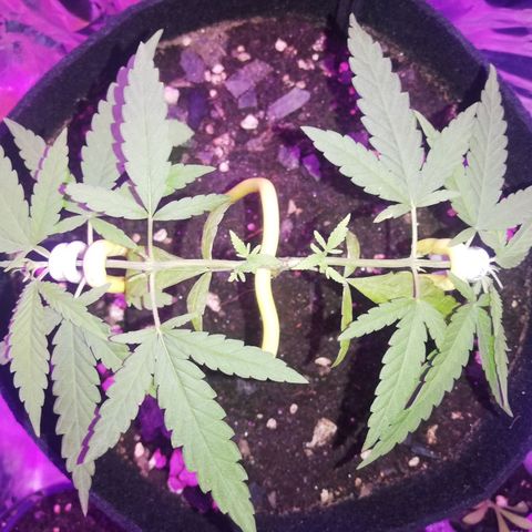 Watermelon Zkittlez growlog timeline photo