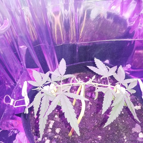 Watermelon Zkittlez growlog timeline photo