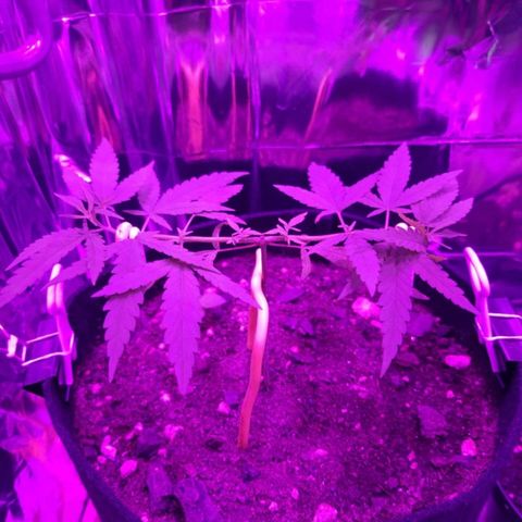 Watermelon Zkittlez growlog timeline photo
