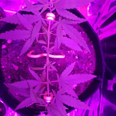 Watermelon Zkittlez growlog timeline photo