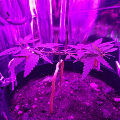 Watermelon Zkittlez growlog timeline photo
