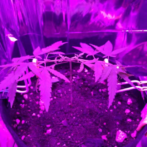 Watermelon Zkittlez growlog timeline photo