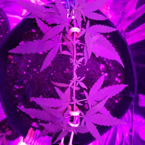 Watermelon Zkittlez growlog timeline photo