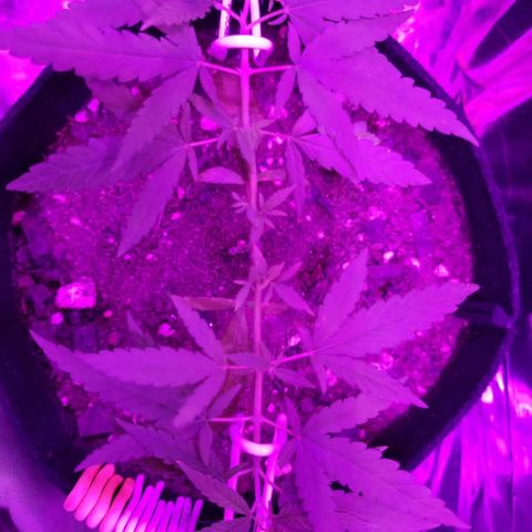 Watermelon Zkittlez growlog timeline photo