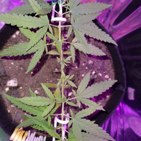 Watermelon Zkittlez growlog timeline photo
