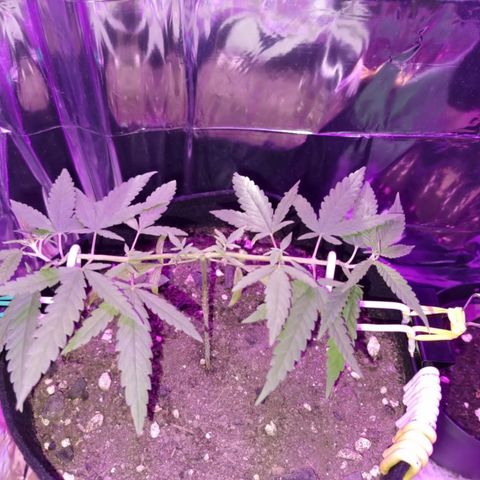 Watermelon Zkittlez growlog timeline photo