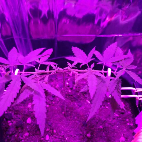 Watermelon Zkittlez growlog timeline photo
