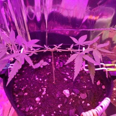 Watermelon Zkittlez growlog timeline photo
