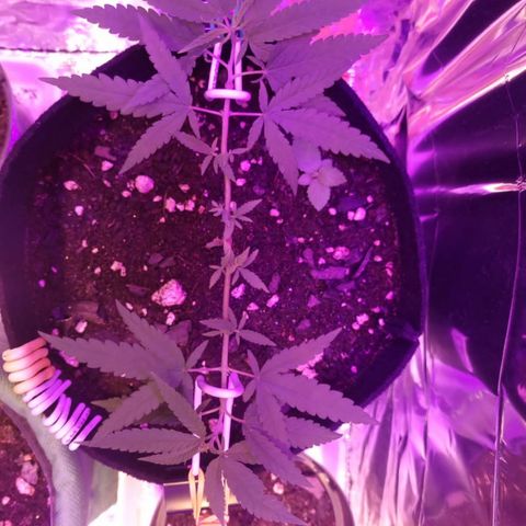 Watermelon Zkittlez growlog timeline photo