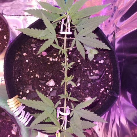Watermelon Zkittlez growlog timeline photo