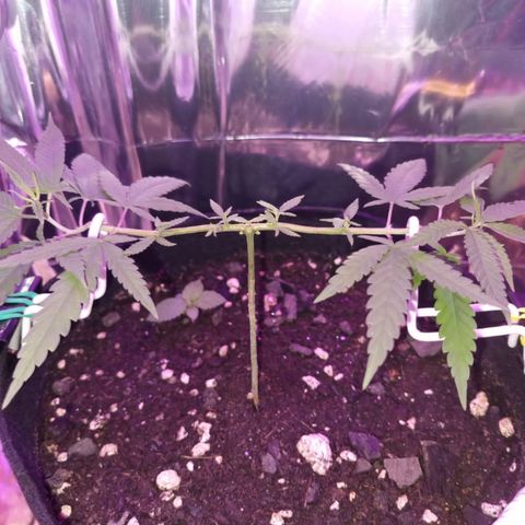 Watermelon Zkittlez growlog timeline photo